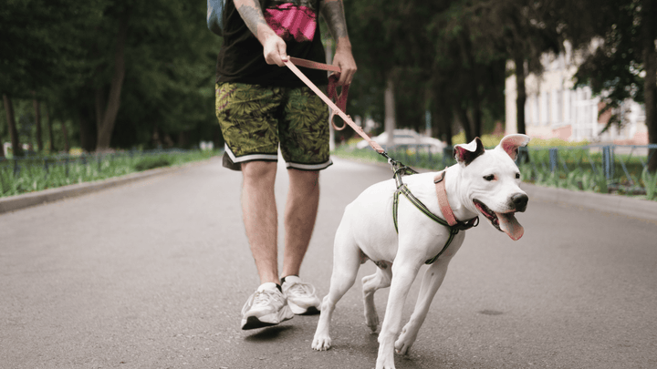 Leinenführigkeit beim Hund – warum Ziehen nichts mit Dominanz zu tun hat