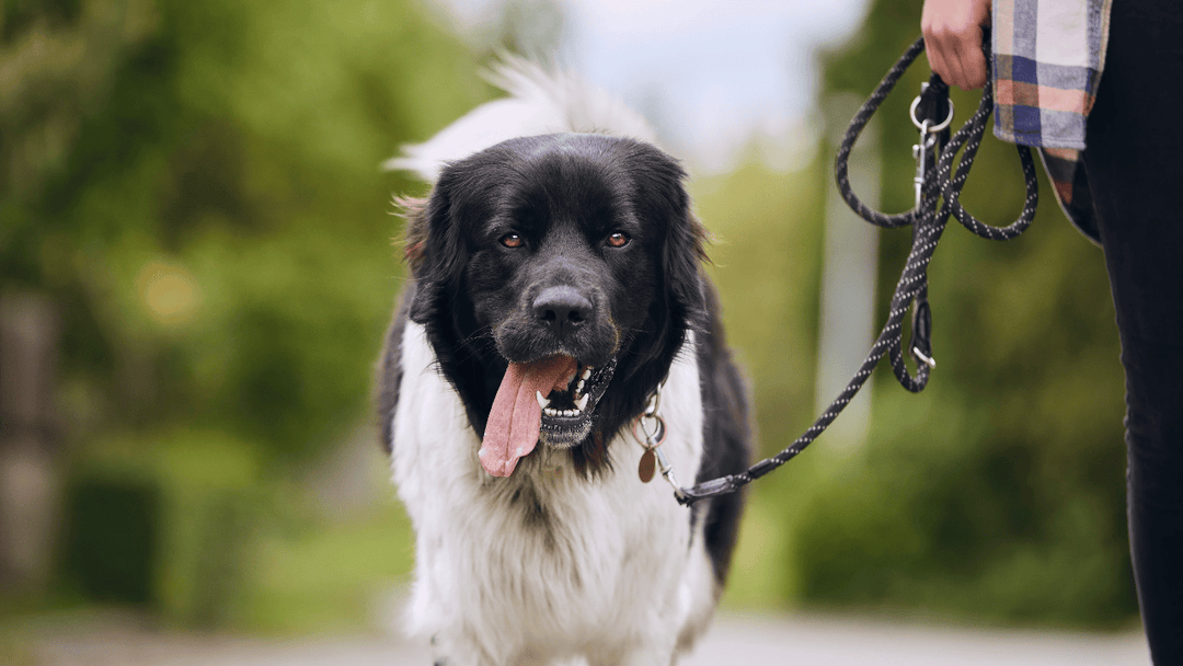 🐕🚶♂️ Leinenführigkeit neu gedacht – Kooperation statt Kontrolle