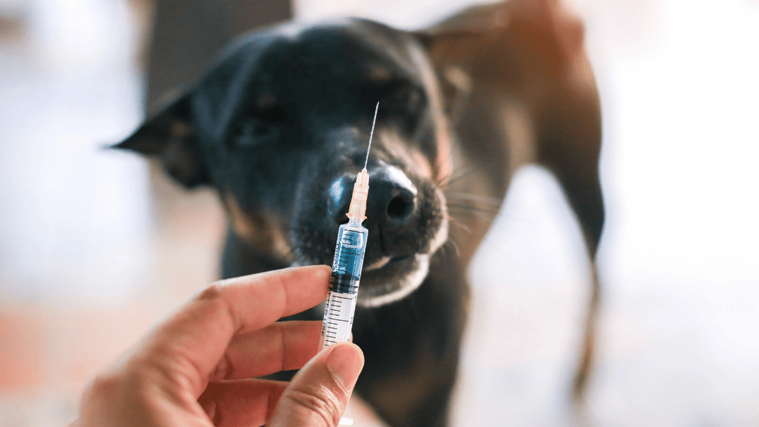 🐕💊 Medikamente beim Hund richtig geben – sicher, ruhig und stressarm