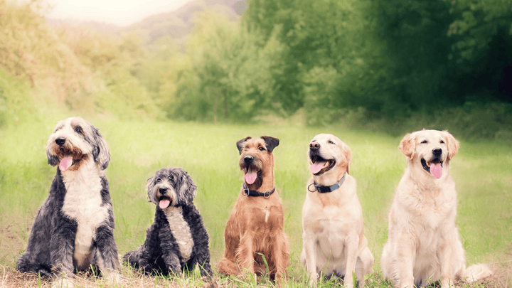 Mehrhundehaltung – Chancen, Herausforderungen & Alltag