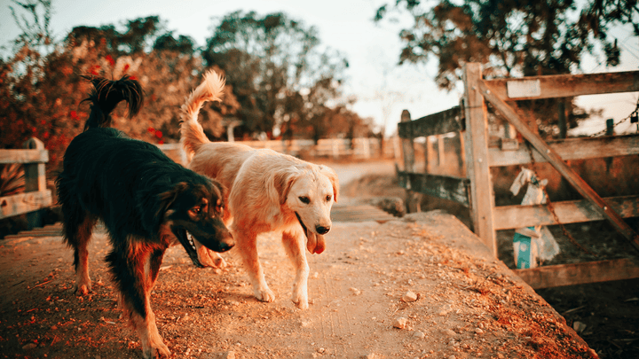 🐕👨👩👧👦 Mehrhundehaltung – wenn mehrere Persönlichkeiten zusammenleben