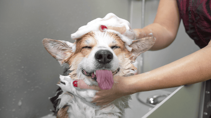 Natürliche Pflege für Hunde – was wirklich sinnvoll ist
