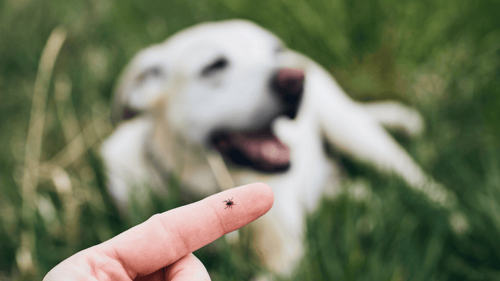 Natürlicher Zeckenschutz für Hunde