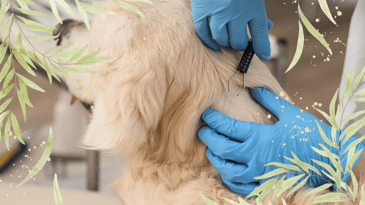 Natürlicher Zeckenschutz für Hunde 🌿