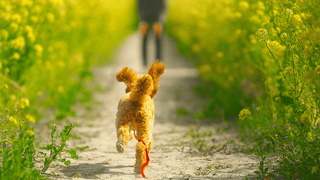 🐕🧭 Orientierung draußen – gemeinsam unterwegs statt verloren