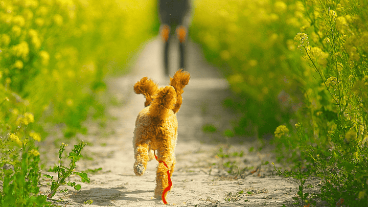 🐕🧭 Orientierung draußen – gemeinsam unterwegs statt verloren