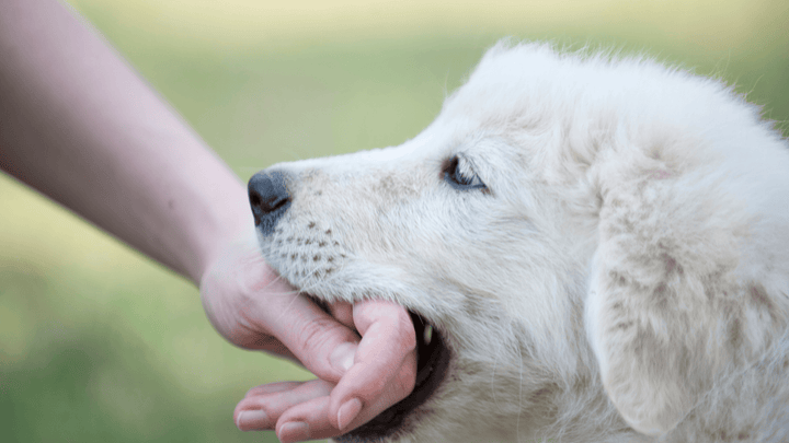 🐕🧨 Pubertät beim Hund