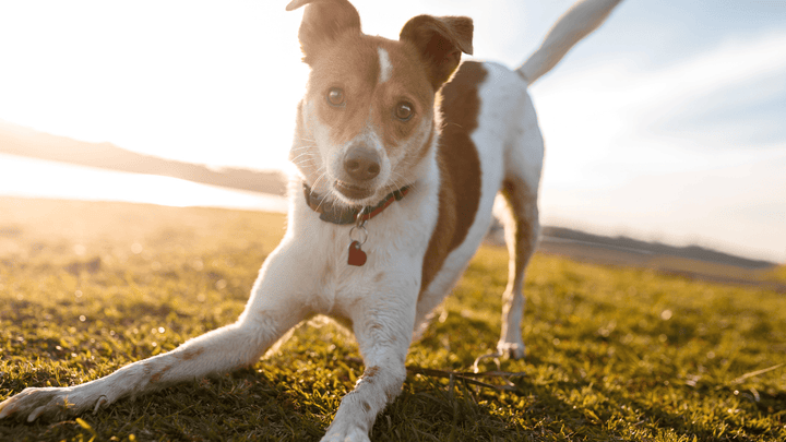 🐕⚡ Reaktivität beim Hund – wenn Reize zu viel werden