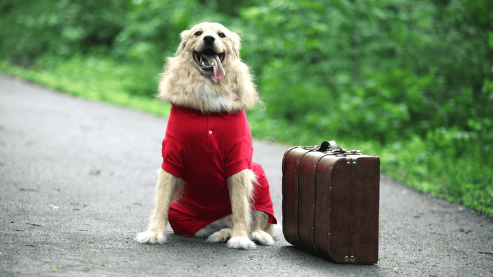 Reisen mit Hund – was unterwegs wirklich wichtig ist