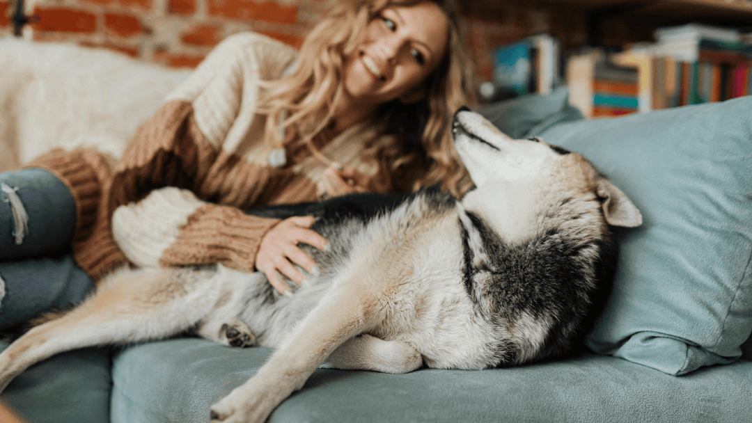 🐕⏰ Routinen im Hundealltag – warum Struktur Sicherheit schafft