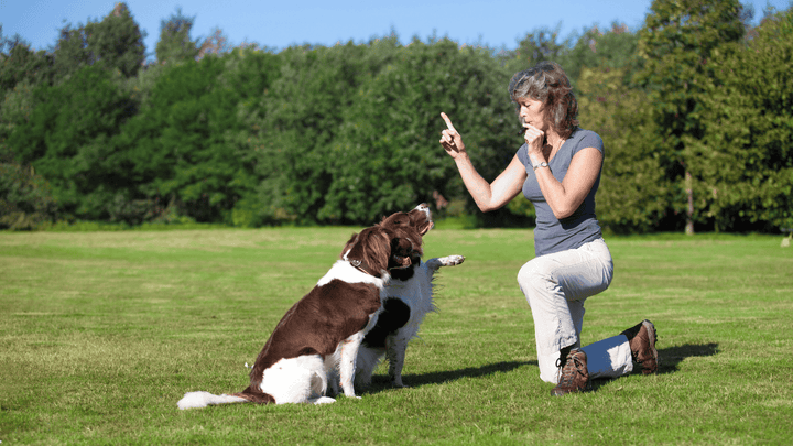 Rückruf beim Hund – warum er draußen plötzlich nicht mehr funktioniert