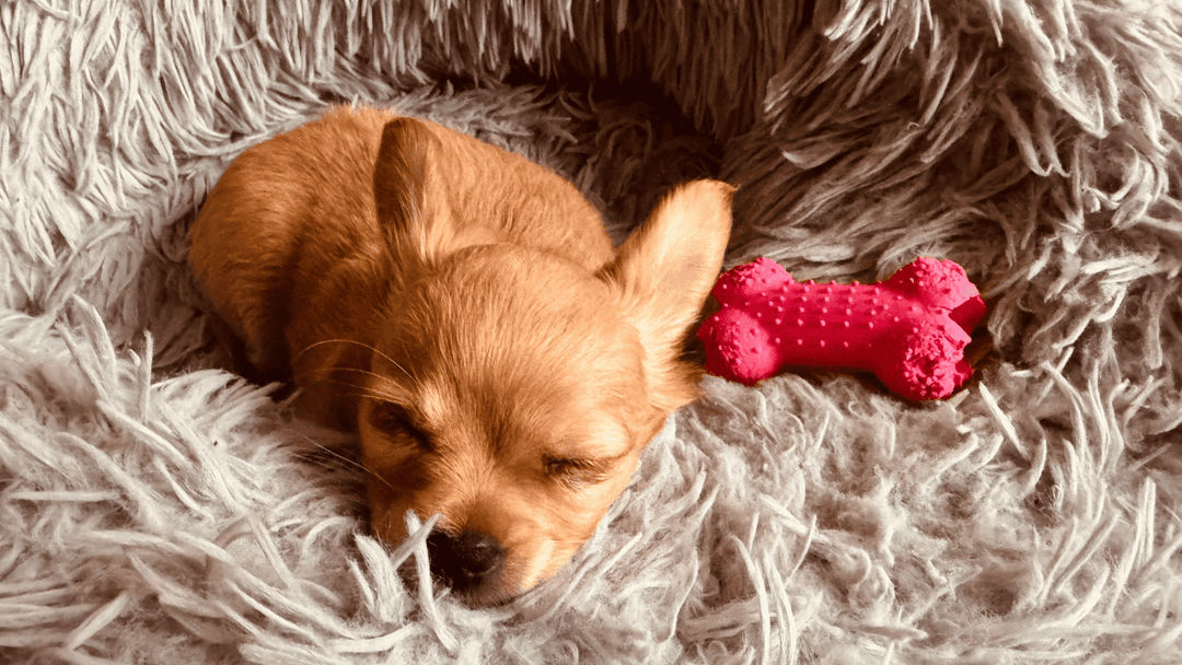 🐕🛏️ Rückzugsorte für Hunde – warum Ruhe genauso wichtig ist wie Bewegung