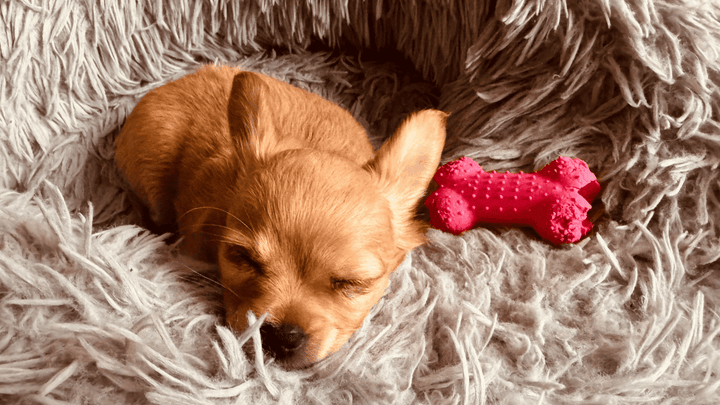 🐕🛏️ Rückzugsorte für Hunde – warum Ruhe genauso wichtig ist wie Bewegung