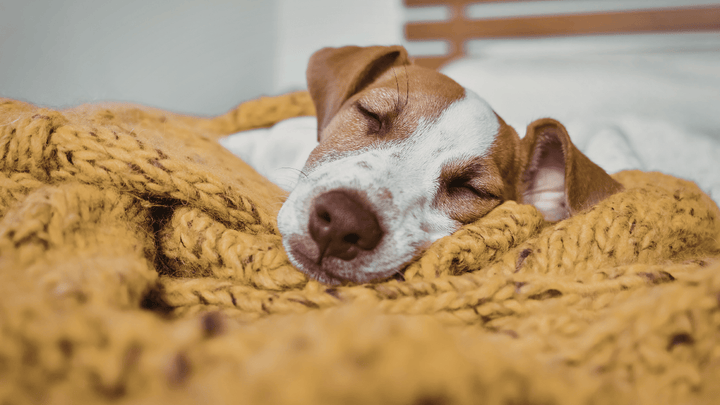 🐕💤 Schlaf beim Hund – die unterschätzte Superkraft