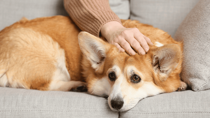 🐕🩺 Schmerzen beim Hund erkennen – wenn Verhalten die Sprache ist
