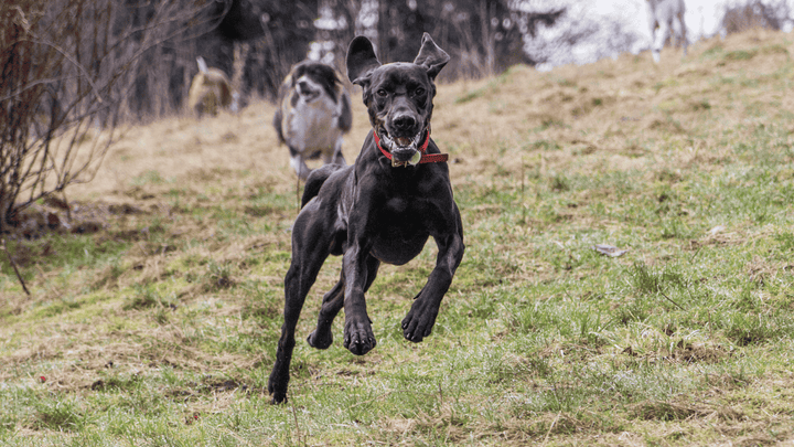 🐕🧍♂️🐾 Selbstständigkeit beim Hund – Sicherheit ohne Dauerhilfe