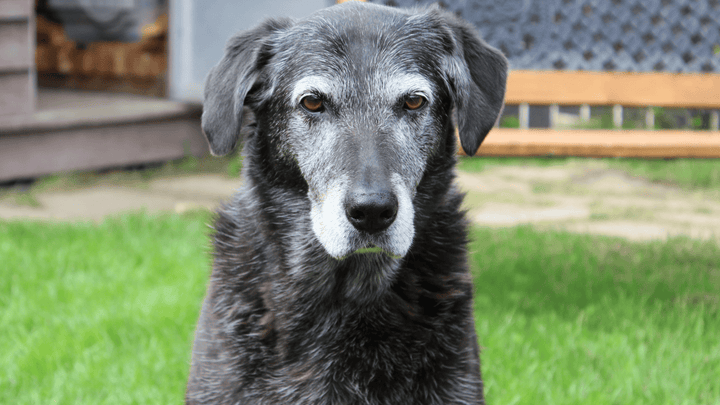 🐕🧓 Senior-Hund – wenn Erfahrung Ruhe trifft