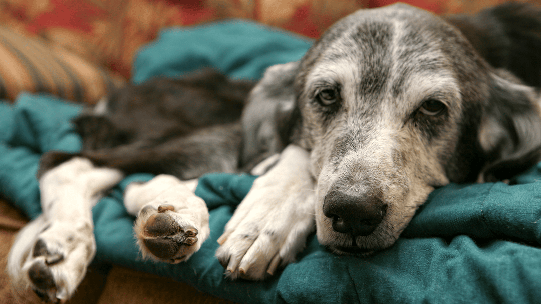 🐕🦴 Seniorhund – Alltag, Würde und Lebensqualität