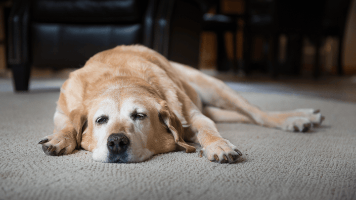 Seniorhund – schonende Pflege & Alltagstipps 🐾