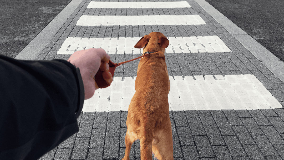 🐕🚦 Sicherheit im Straßenverkehr – Verantwortung statt Vertrauen