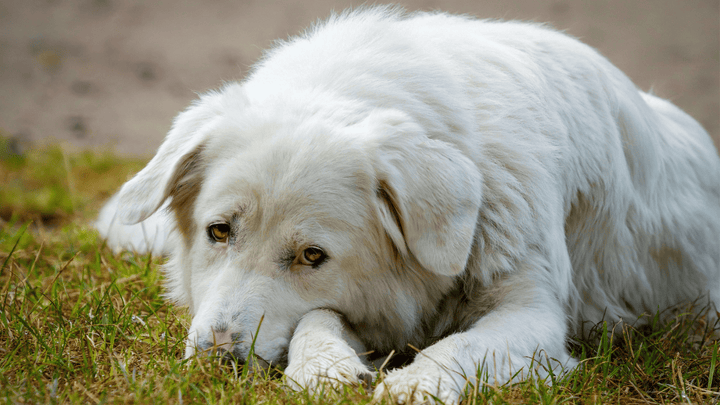 Stress beim Hund – früh erkennen und im Alltag vorbeugen