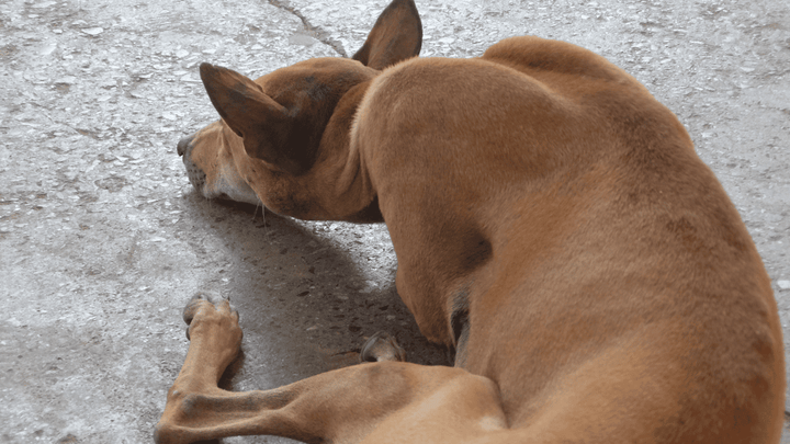 🐕🧠 Stress beim Hund – wenn zu viel zu viel ist