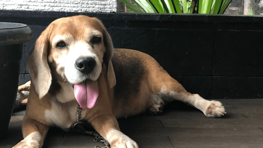 🐕🧠 Stresssignale beim Hund früh erkennen