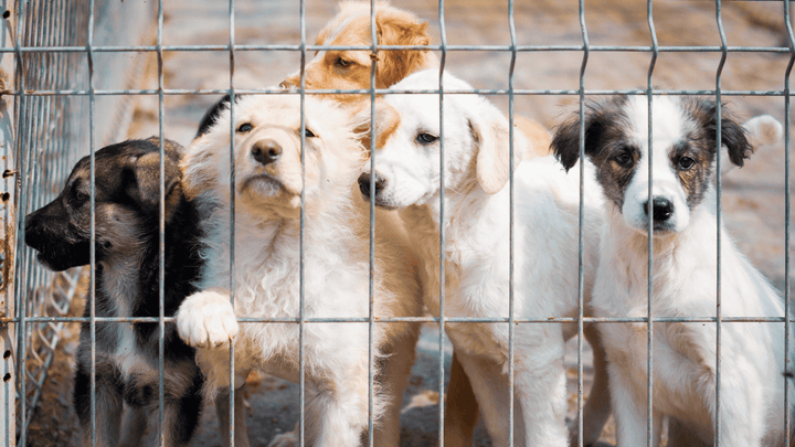 Tierschutzhunde – was muss man wissen?