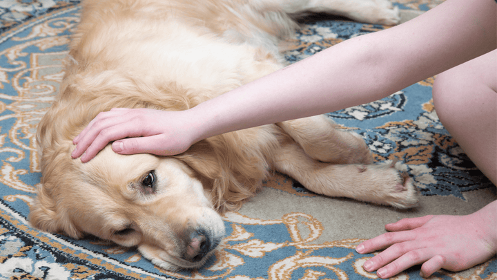 🐕🕯 Trauer nach dem Abschied – wenn der Hund fehlt