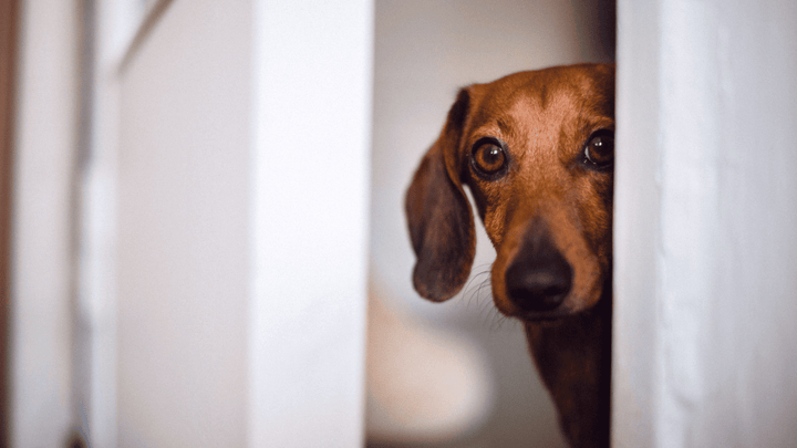 Trennungsangst beim Hund – verstehen und alltagstauglich begleiten