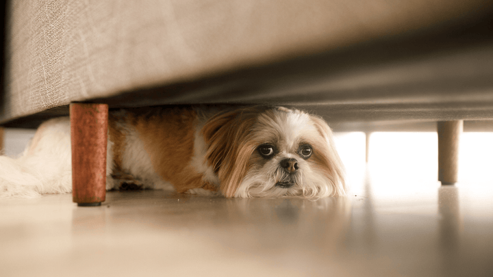 Unsichere Hunde im Alltag – schüchterne Hunde richtig begleiten