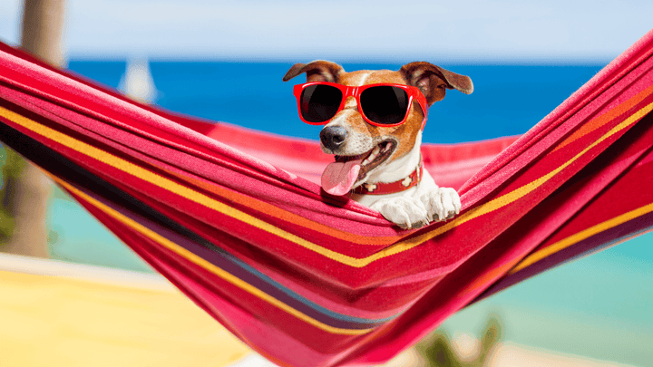 🐶 Urlaub mit Hund Entspannt reisen statt Chaos unterwegs