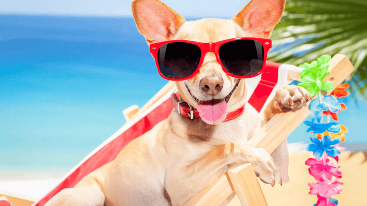 Urlaub mit Hund – gute Vorbereitung ist alles