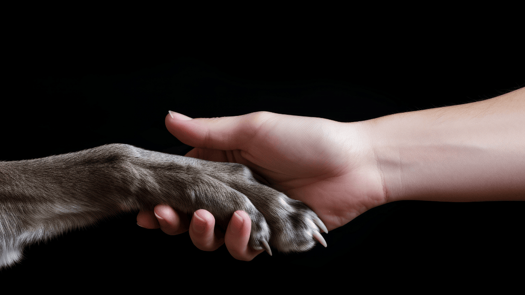 🐕🛡 Vertrauen aufbauen – Sicherheit entsteht durch Erfahrung