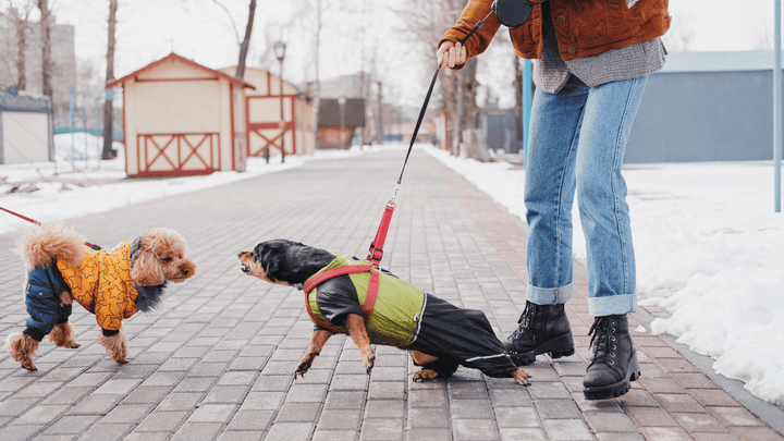 Warum Hunde an der Leine aggressiv reagieren (Leinenpöbeln)