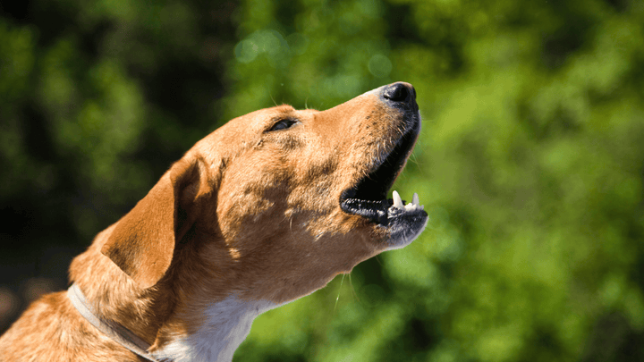 Warum Hunde manchmal bellen müssen