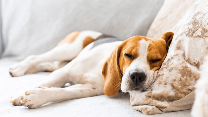 Warum Hunde so viel Schlaf brauchen