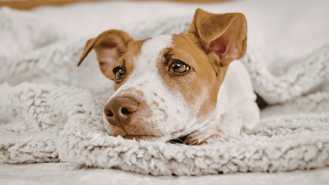 🐕🧠 Ruhe lernen – warum Entspannung für Hunde kein Zufall ist