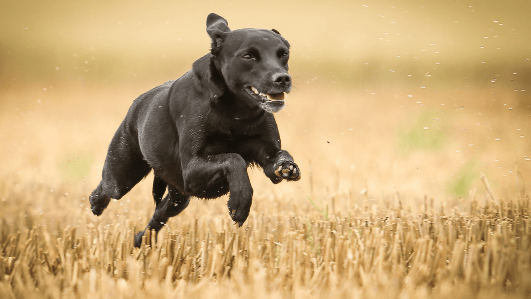🐕🧠 Warum dein Hund draußen nicht hört