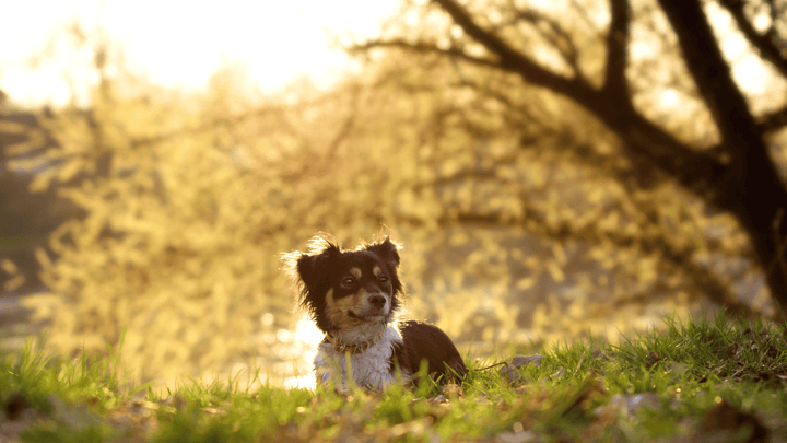 Warum immer mehr Hundebesitzer auf natürliche Lösungen setzen 🌿