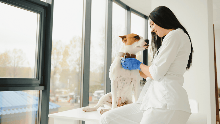 Warum reagieren manche Hunde empfindlich auf Spot-ons & Tabletten? 🐕