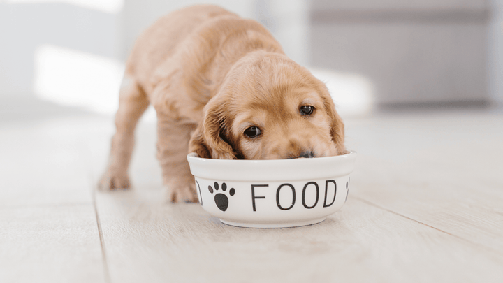 Was darf mein Hund essen – und was lieber nicht