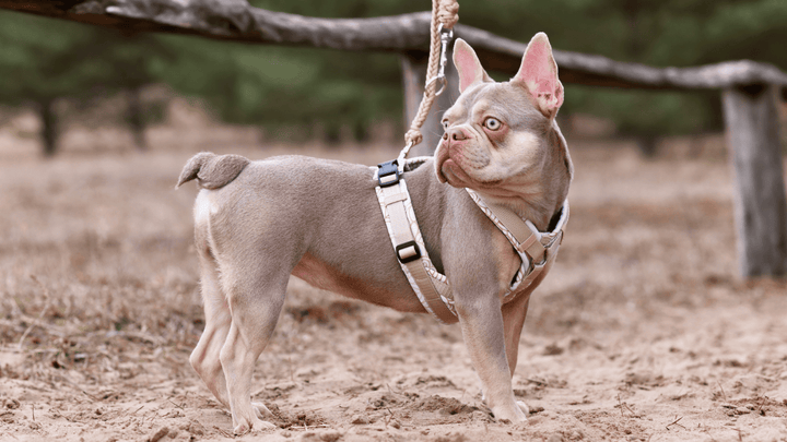 Welches Geschirr ist das beste für meinen Hund?