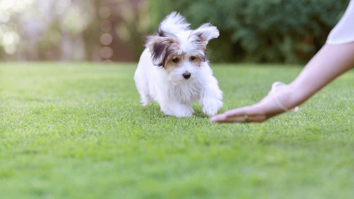 🐕 Welpenerziehung & Welpentraining