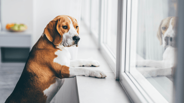 Wie oft und wie lange sollte ein Hund allein bleiben?