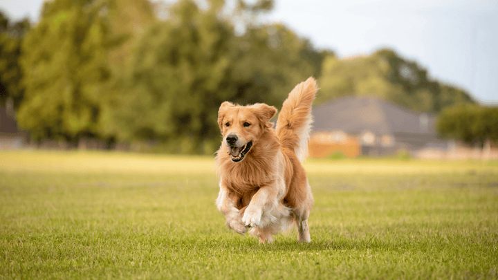 Wie viel Bewegung braucht ein Hund?