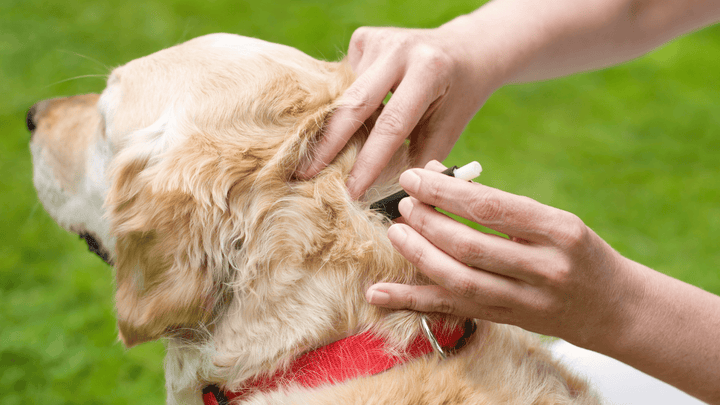 🐕🌿 Zecken & Camping mit Hund – wenn Natururlaub zur Herausforderung wird