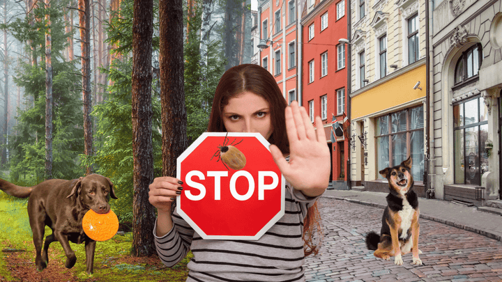🐕🏙️🌲 Zecken beim Hund – Stadt vs. Natur