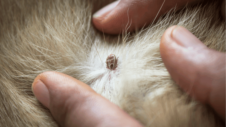 🐕🕷️ Zecken beim Hund – ein alltägliches Problem im Hundealltag