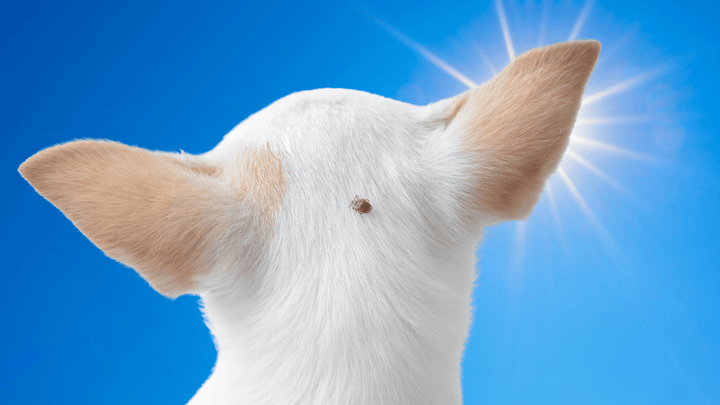 Zecken beim Hund im Sommer – was jetzt wichtig ist
